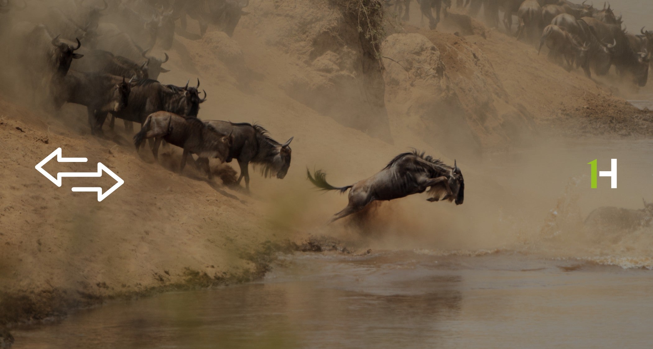 herd of bisons taking the leap into water into water showing migration, with migration loog and 1HUTCH logo